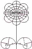 Flor
